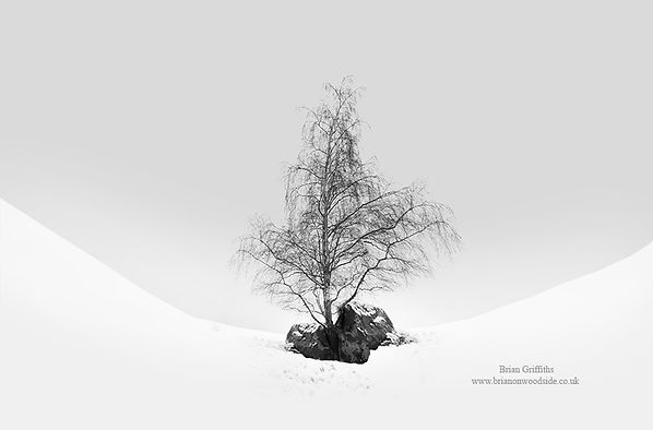 birch tree in snow