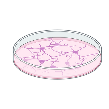 cell culture.png