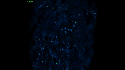 nhpgif2.gif