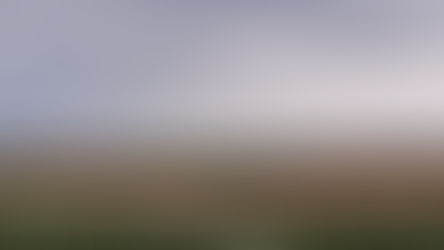 Blühendes Feld vor Abendkulisse mit Bäumen am Horizont