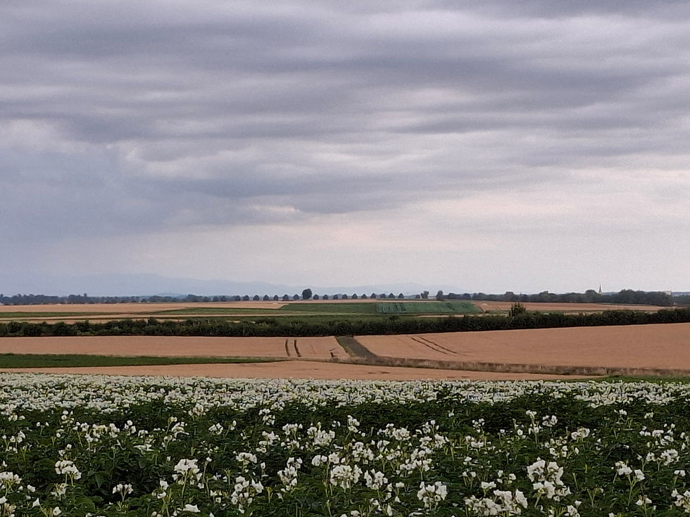 Blühendes Feld vor Abendkulisse mit Bäumen am Horizont