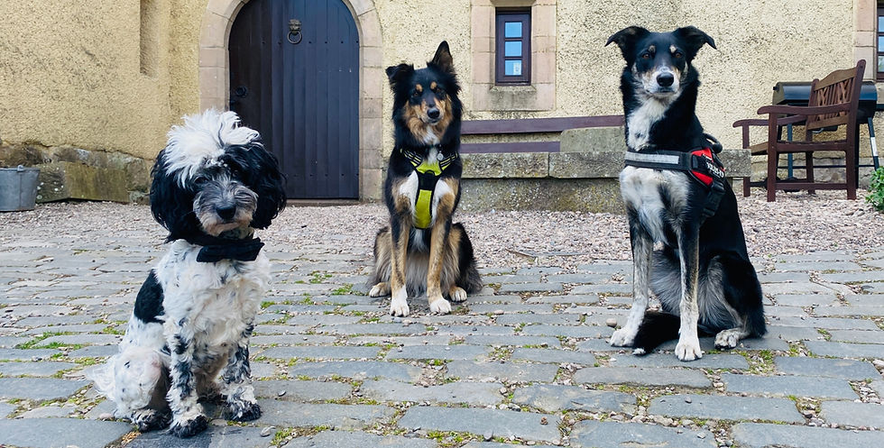 A photo of three happy dogs after completing a scentwork class in Glasgow
