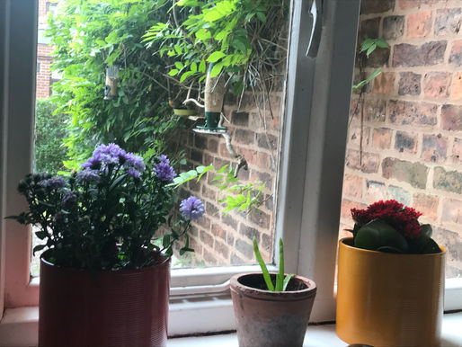 Flowers in the window