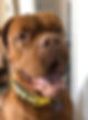 smiling Dixie.jpg