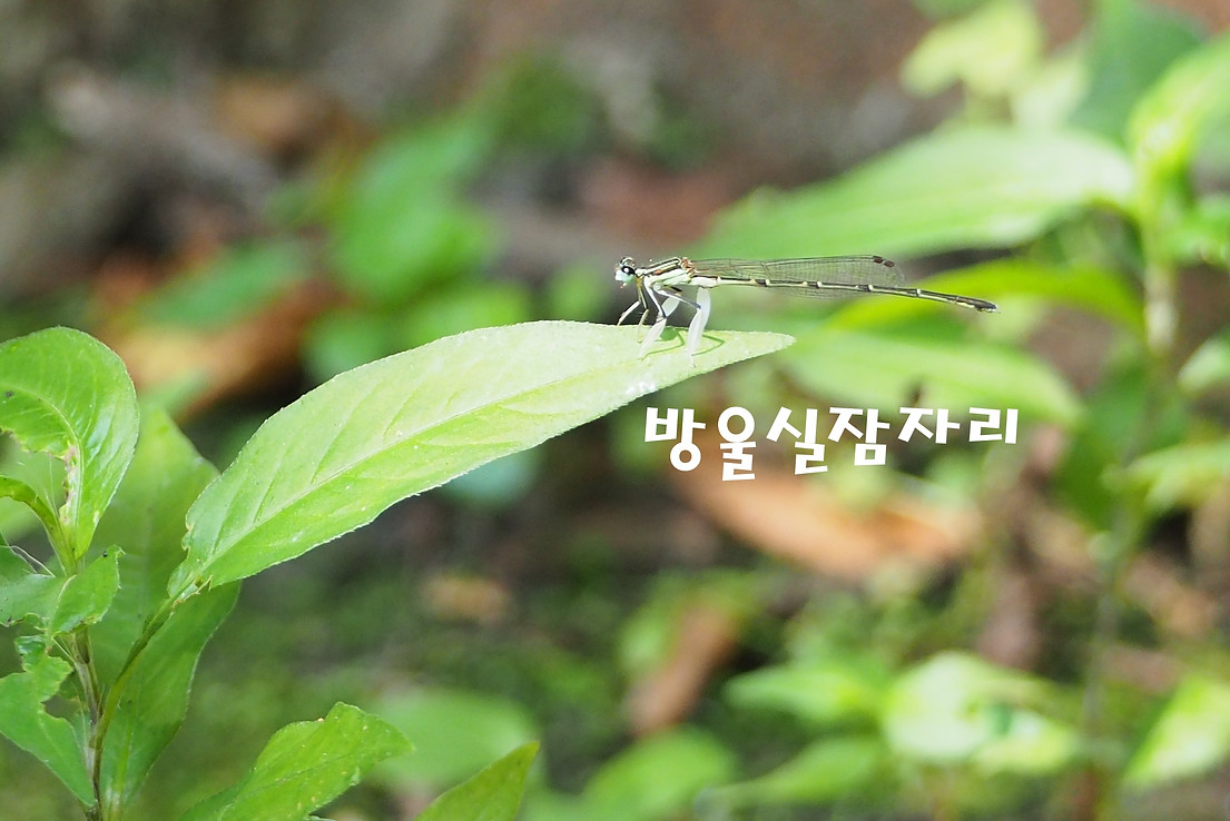 방울잠자리.JPG