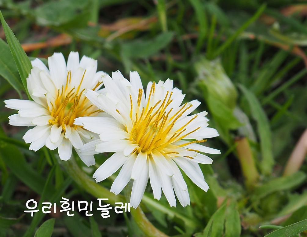 우리흰민들레.JPG