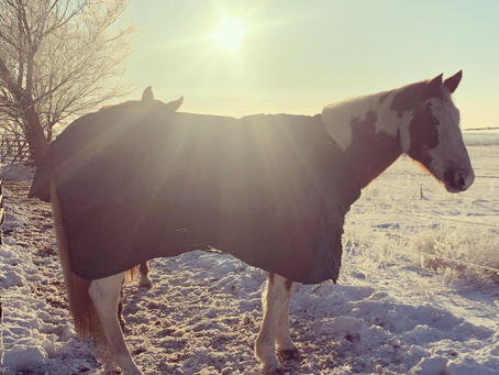 Winter Care Tips for Happy and Healthy Horses