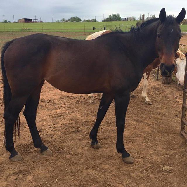 Livestock transport Lawless Livestock Transportation United States