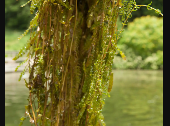Aquatic Invasive Species (AIS) Treatment on Cedar Lake