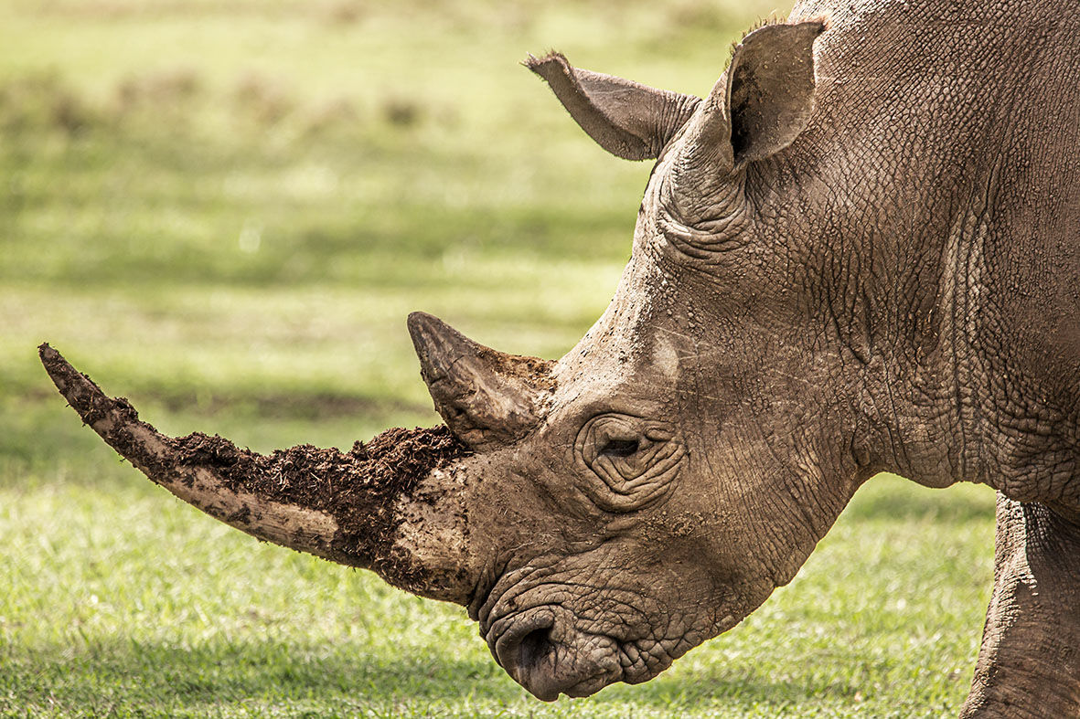 Rhinozeross I - II/X - Bildnr. 58