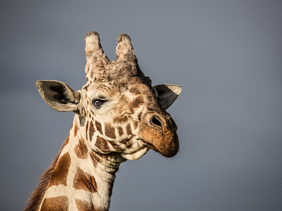 Giraffe - Solio Game Reserve - limitierte Fotokunst online kaufen