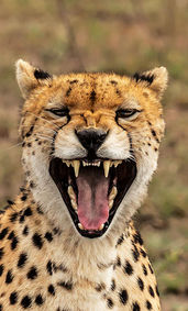 Nahaufnahme eines Geparden vor braunem Hintergrund, der direkt in die Kamera blickt und mit weit geöffnetem Maul faucht, sodass die spitzen Zähne sichtbar sind.