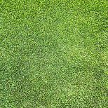Empire Zoysia Turf -Affordable Mr Buffalo