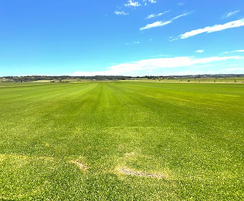 Buy Palmetto Turf - ABC Turf Supplies Sydney - Order online & we deliver!