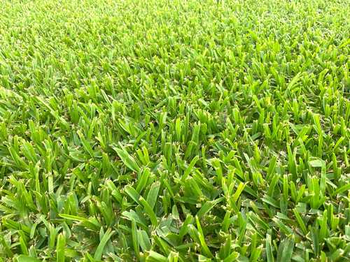 PALMETTO® SOFT LEAF BUFFALO TURF | AffordableMrBuffalo