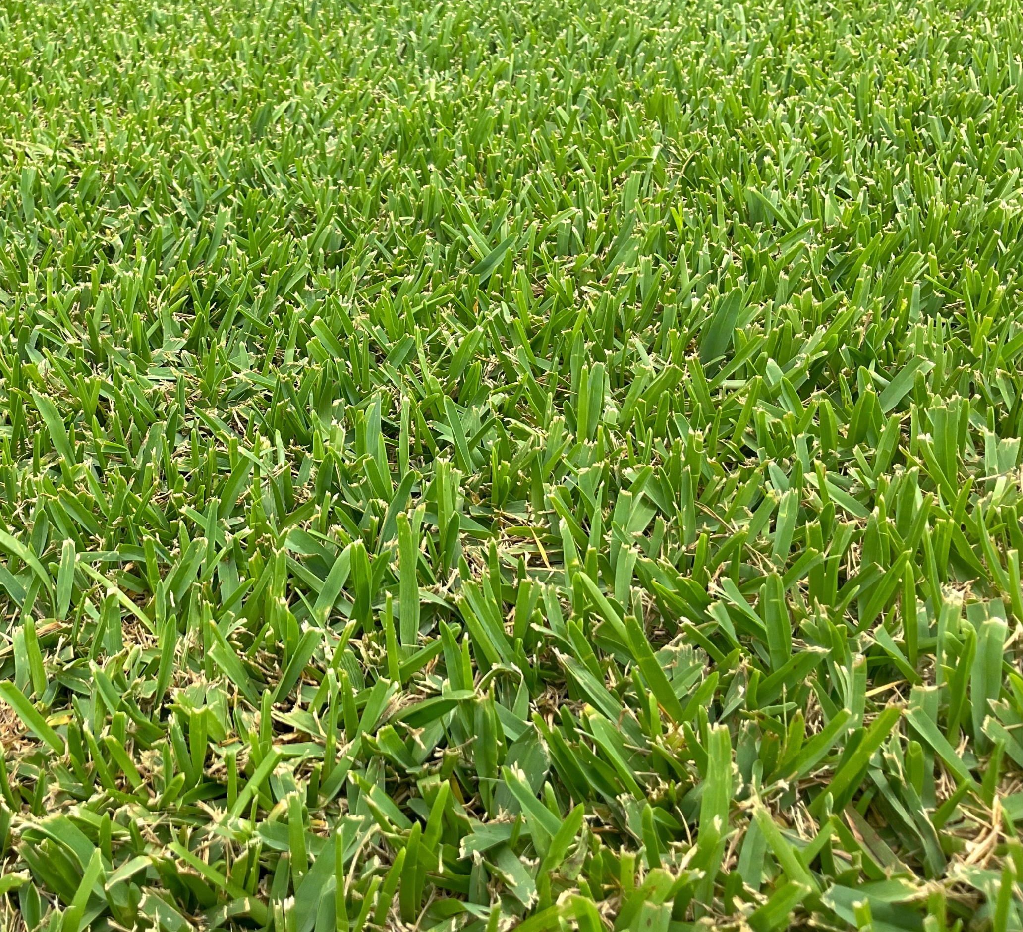 GREENLEES PARK COUCH TURF