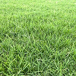 Wintergreen Couch Turf -Affordable Mr Buffalo