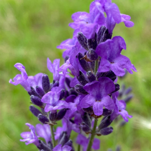 \ラベンダーフェア 第2弾/