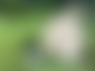 トイレの掃除⭐️