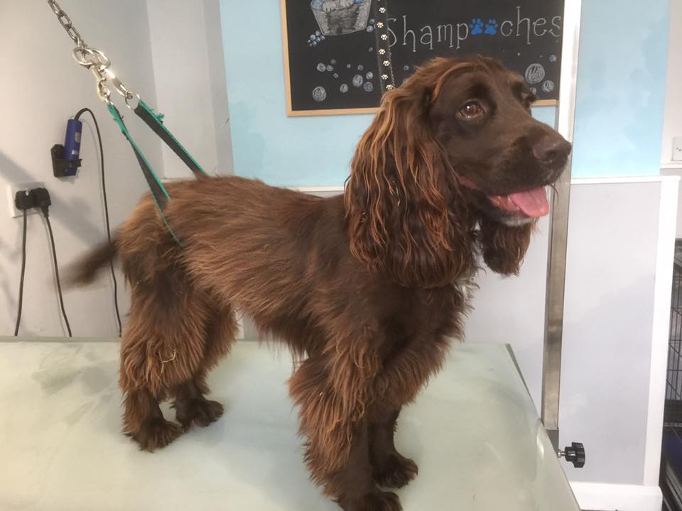 Shampooches of Dereham Dog Groomers