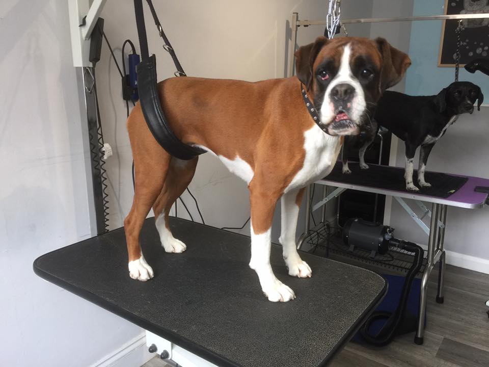 Shampooches of Dereham Dog Groomers