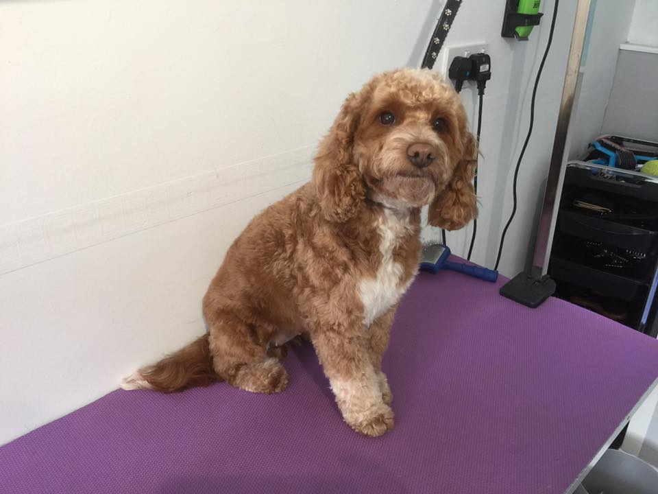 Shampooches of Dereham Dog Groomers