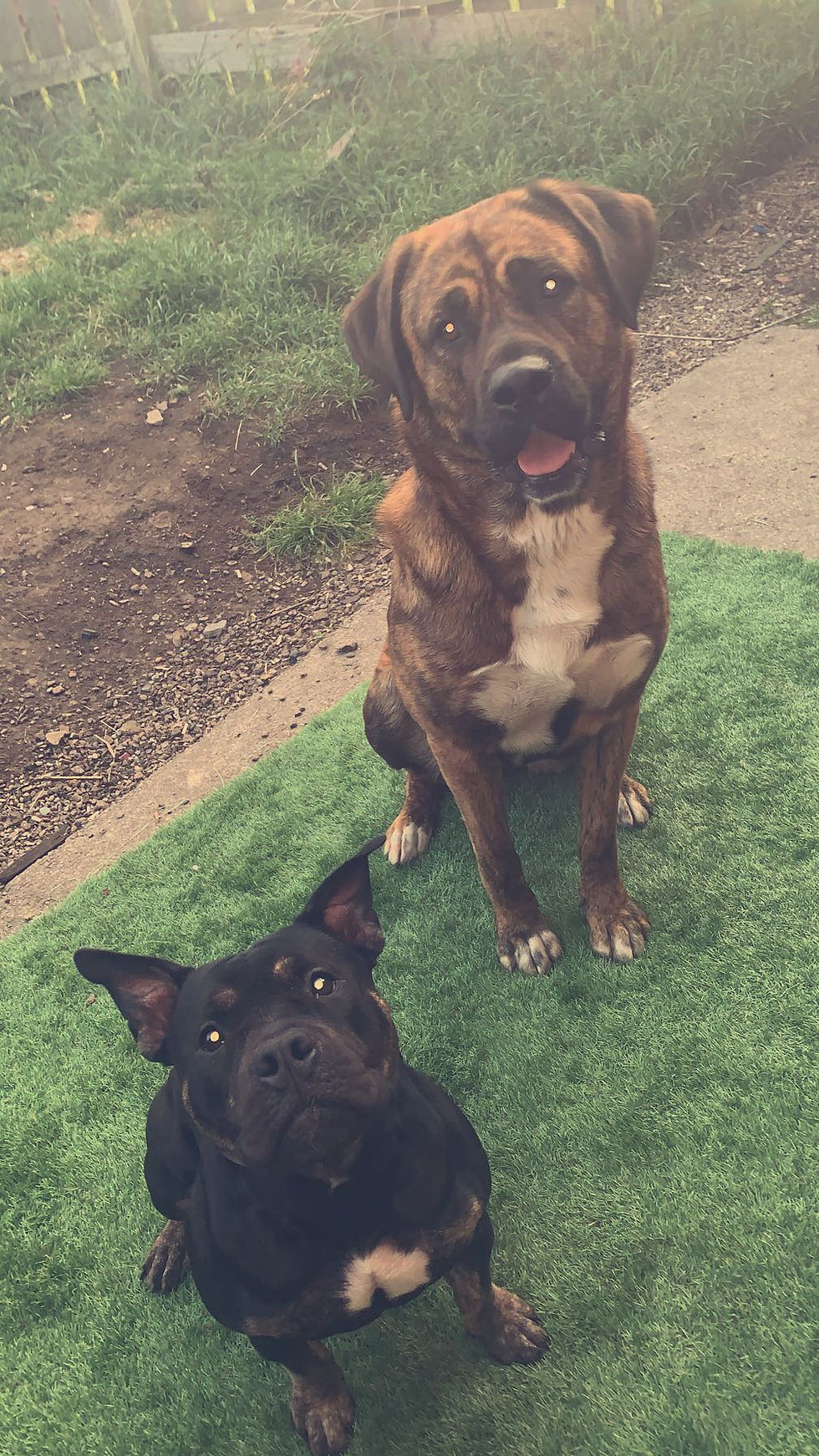 LUNA AND NARLA HAVING A PLAY DATE ❤️