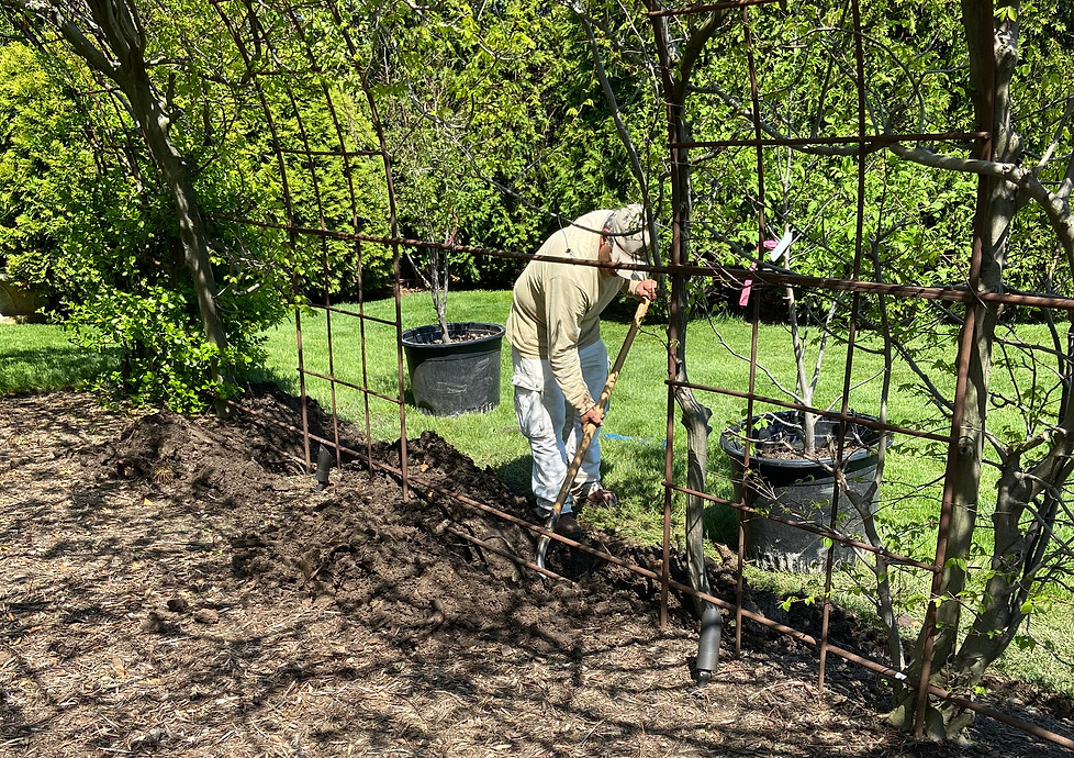 LandWorks installed 5 Muscle Wood Trees