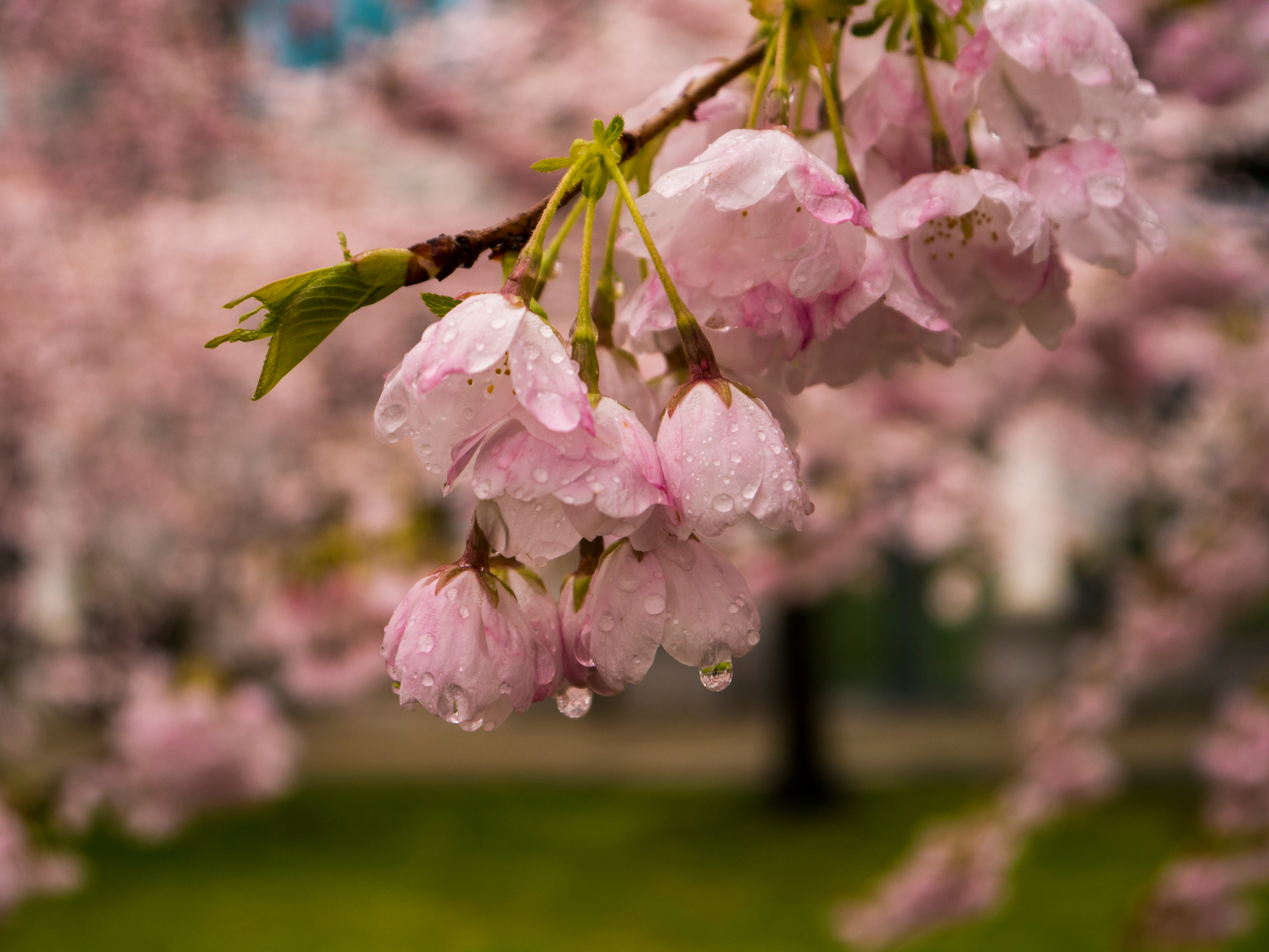 Cherry Blossoms and Rain Drops