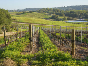 Buying Vineyard Property in SLO County: Lifestyle vs Business