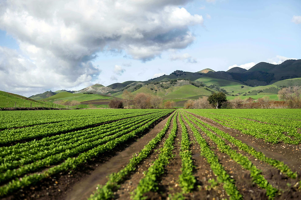 Rows of young crops leading toward green hills