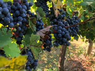 Paso Robles Wine Country for Beginners