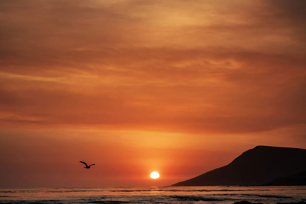 Orange sunset over the Pacific with a gull in flight and a coastal headland in silhouette