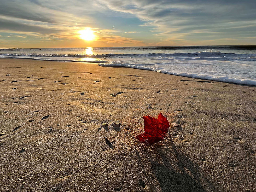 Low sun over the surf and a red leaf on the sand