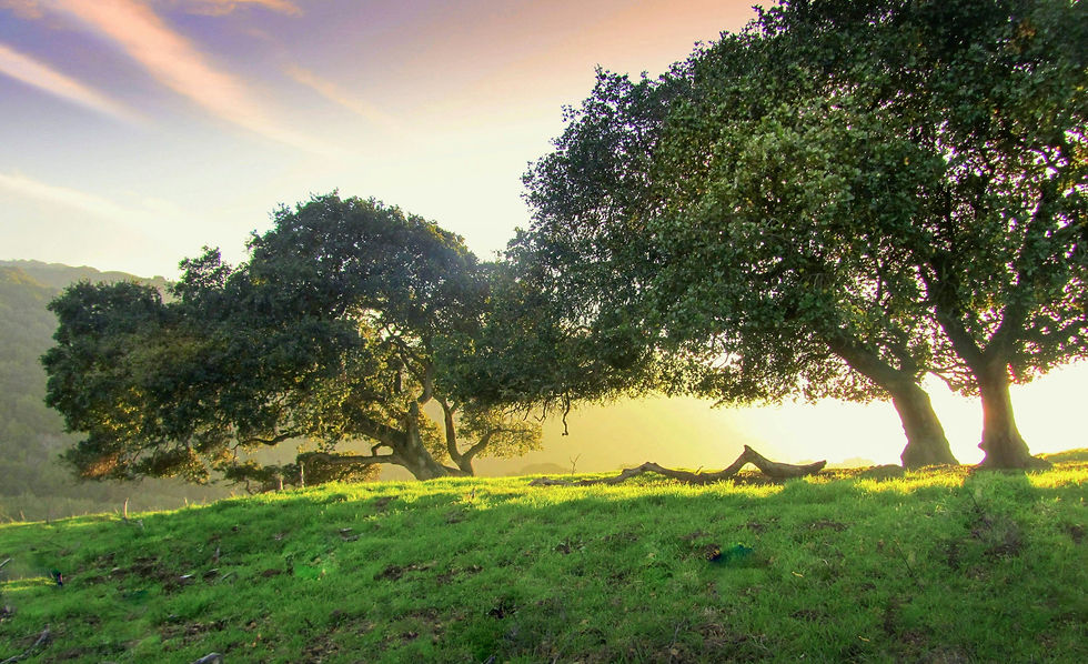 Two oak trees on a green hillside in late-day sun
