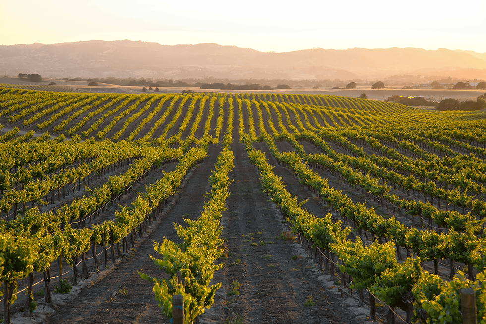 Vineyard rows stretching toward hazy hills at sunset