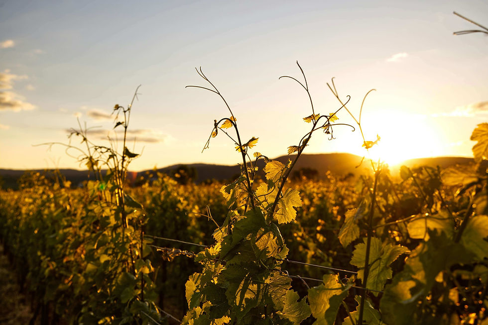Late sun over rolling hills, seen through young grapevines
