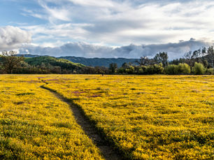 Native Plants for SLO County Yards
