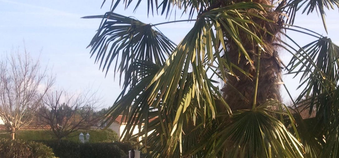 MiniGolf - Camping les Pins à Carcans.jpg