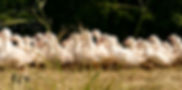 Foie gras du perigord
