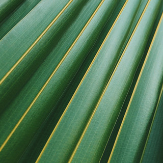 Palmblatt