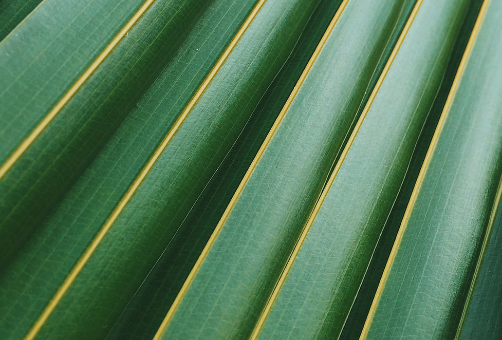 Palm Leaf