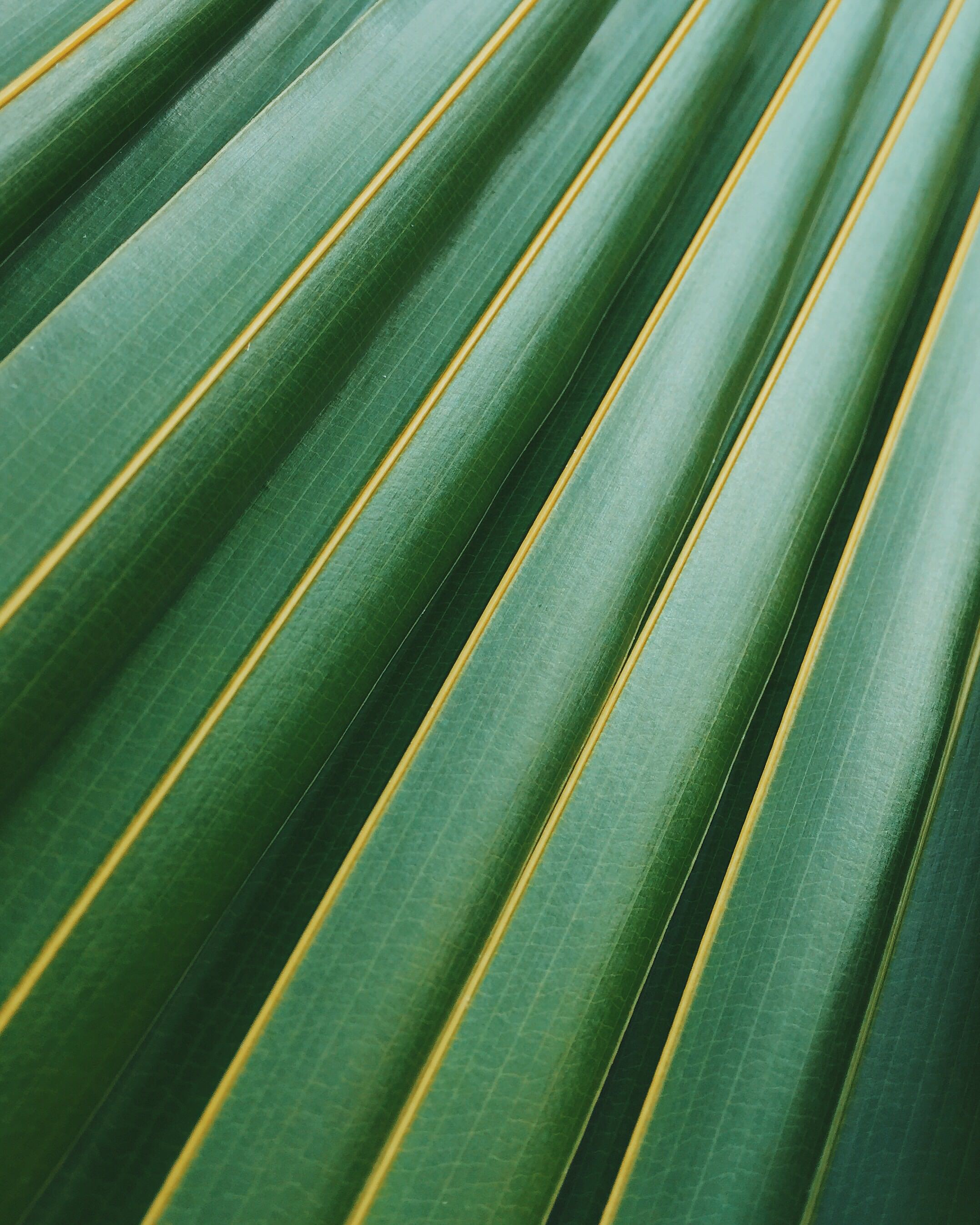 Palm Leaf Close-Up