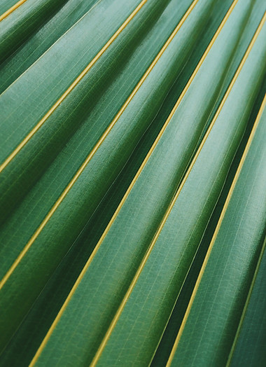 Palm Leaf