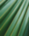 Palm Leaf Close-Up