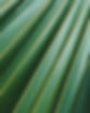 Palm Leaf