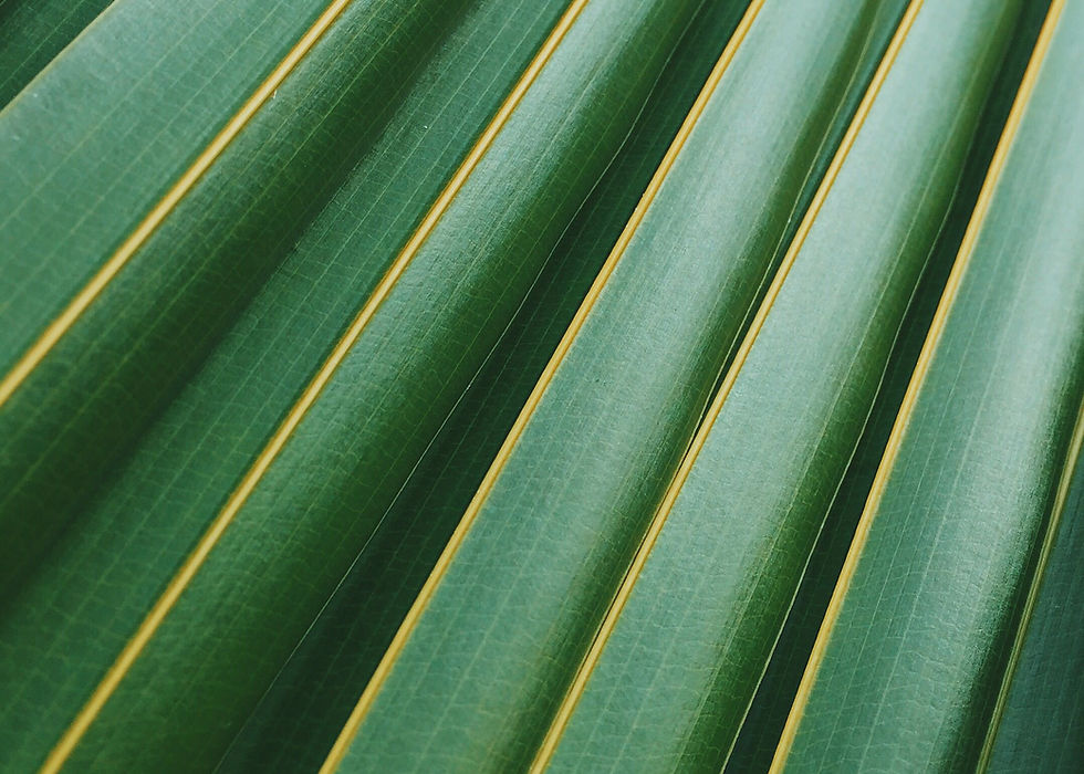 Palm Leaf