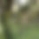 Miniature : Luzerne en arbre