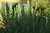 FRESH ROSEMARY HANDCRAFTED ARTISAN SOAPS AND SELF CARE MADE IN NORTH CAROLINA.jpg