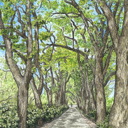 Pathway between large trees and shrubs